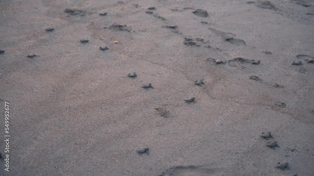 Group of newborn turtles trying to reach ocean water to survive, handheld view Group of newborn turtles trying to reach ocean water to survive, handheld view