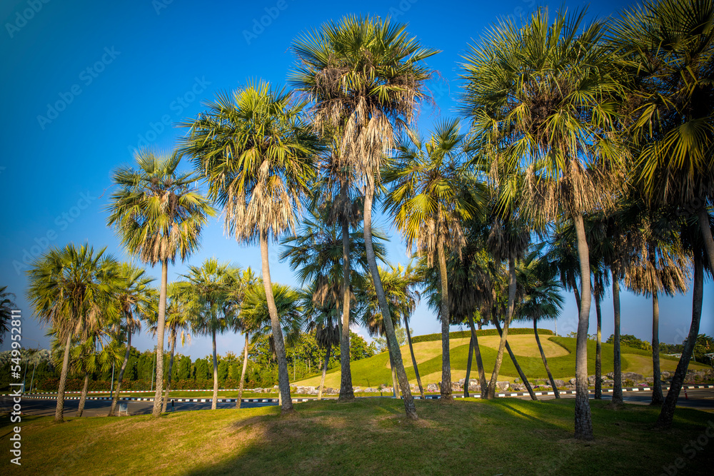 Tropical paradise: idyllic palm trees  in public park.