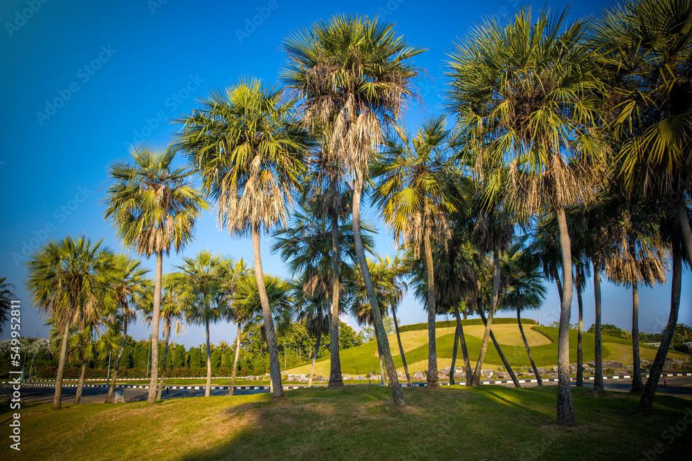 Tropical paradise: idyllic palm trees in public park. Tropical paradise: idyllic palm trees in public park.