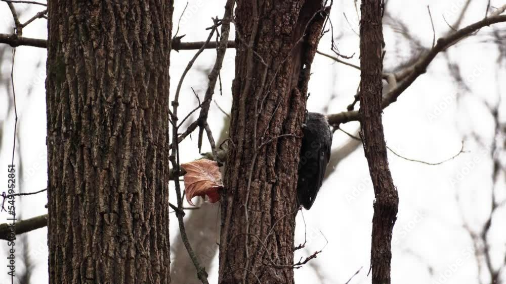 Slowmotion shot of a Red Headed Woodpecker looking inside a tree trunk with snowfall Slowmotion shot of a Red Headed Woodpecker looking inside a tree trunk with snowfall