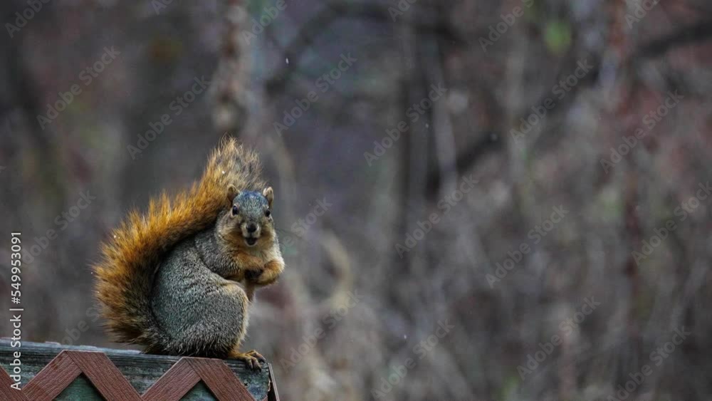 Slowmotion shot of a squirrel eating a nut and then itching behind its ear Slowmotion shot of a squirrel eating a nut and then itching behind its ear