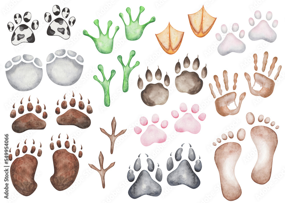 Watercolor illustration of hand painted handprint and footprint of man. Paw of dog, wolf, elephant, frog, bird, duck, bear, cat. World Animal Day. Isolated clip art of human and animal friendship