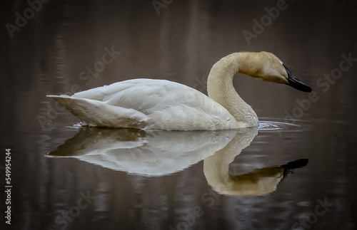 This swan is with it's reflection at this pond near Gifford Pinchot, Pennsylvania