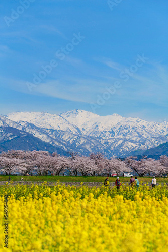 舟川べり桜並木。春の四重奏。朝日、富山、日本。4月中旬。