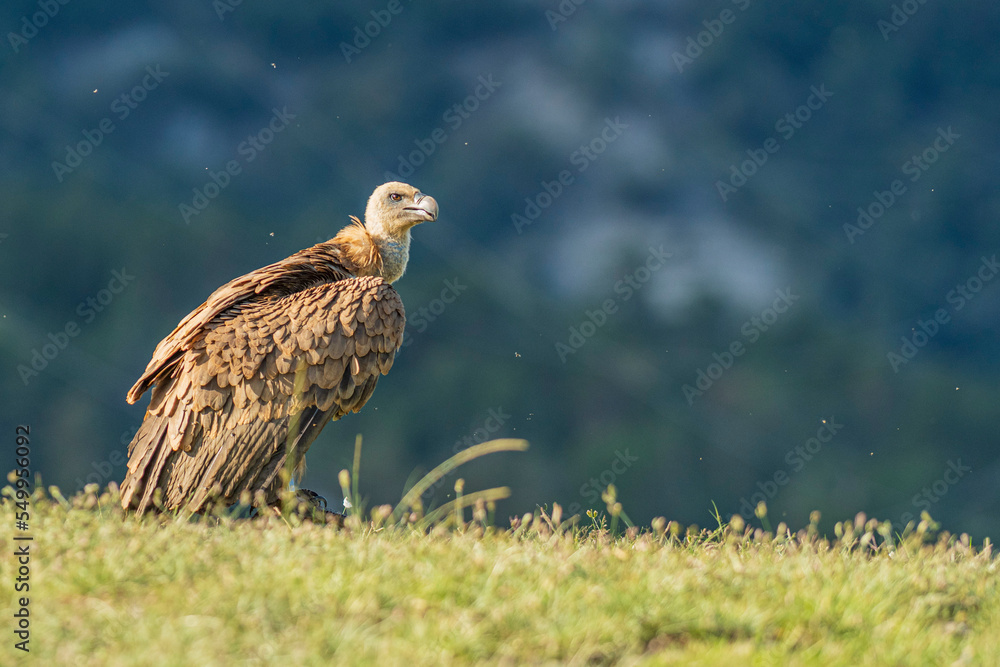 A griffon vulture (Gyps fulvus) A griffon vulture (Gyps fulvus)