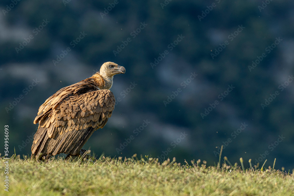 Fototapeta premium A griffon vulture (Gyps fulvus)