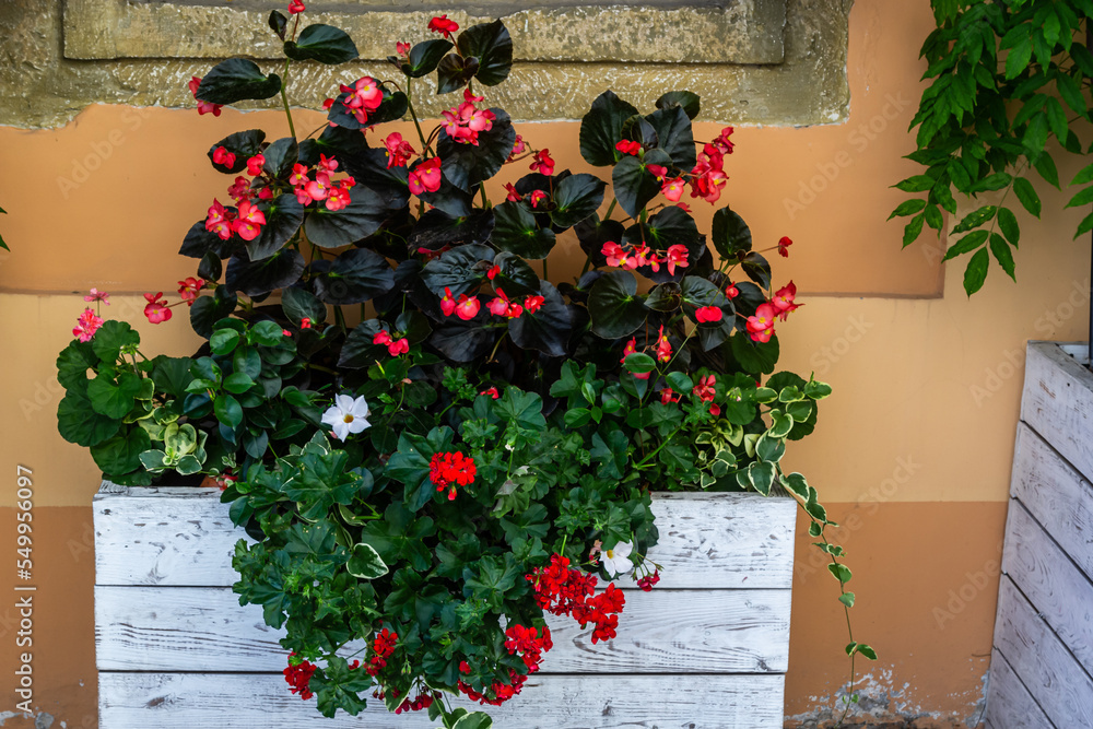 decorating window sills on the street side red geranium in flowerpots. Blooming red Pelargonium hortorum