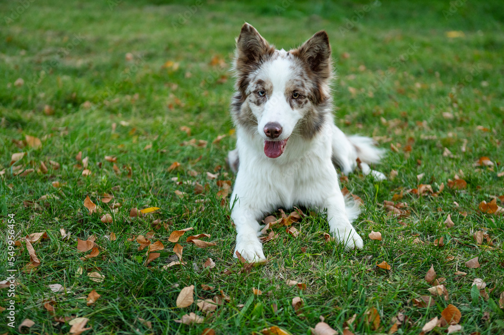 Portrait of beauty border collie. Young dog in the park, playing dog on the grass in the autumn, beautiful nature colors