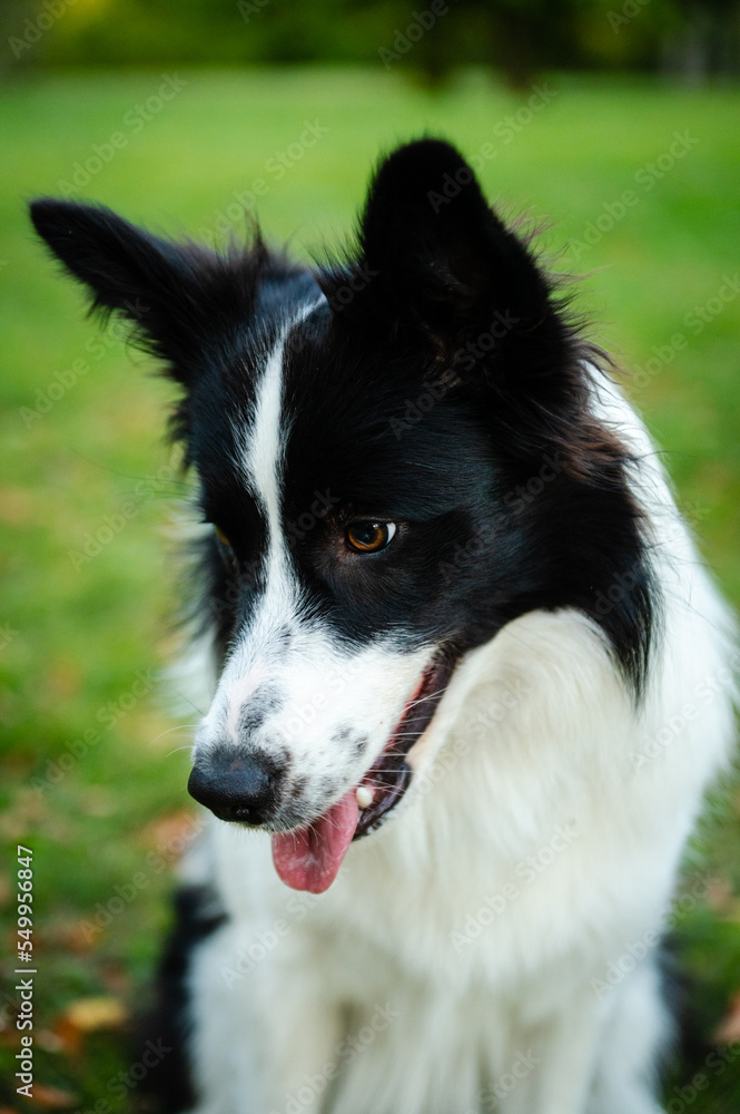 Portrait of beauty border collie. Young dog in the park, playing dog on the grass in the autumn, beautiful nature colors Portrait of beauty border collie. Young dog in the park, playing dog on the grass in the autumn, beautiful nature colors