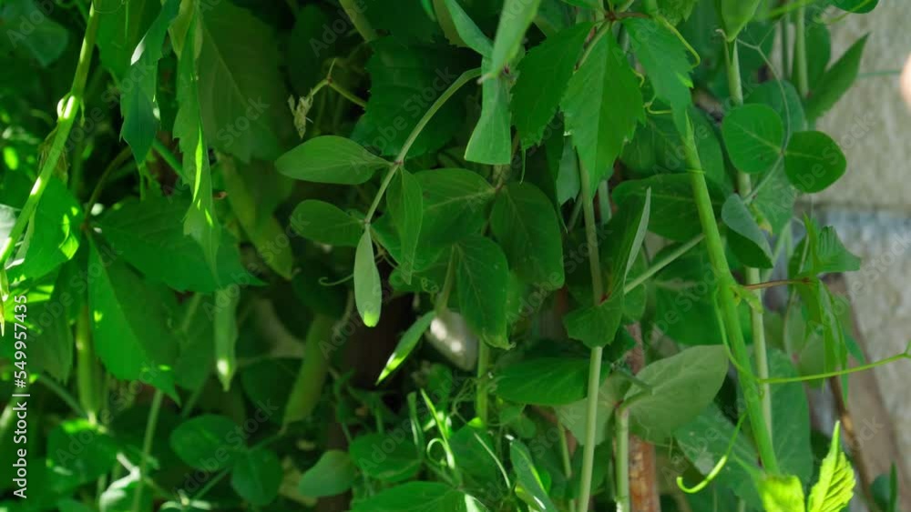 Harvesting green fresh ripe organic peas on branch in garden. Vegan vegetarian home grown Harvesting green fresh ripe organic peas on branch in garden. Vegan vegetarian home grown