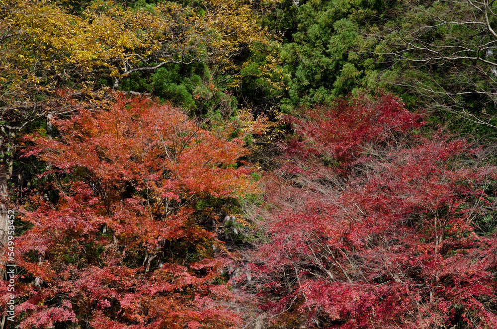 Mixed forest in autumn. Nikko National Park. Japan. Mixed forest in autumn. Nikko National Park. Japan.