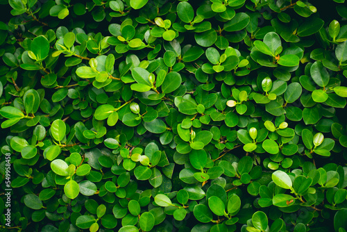 Green leaves background for design backdrop.