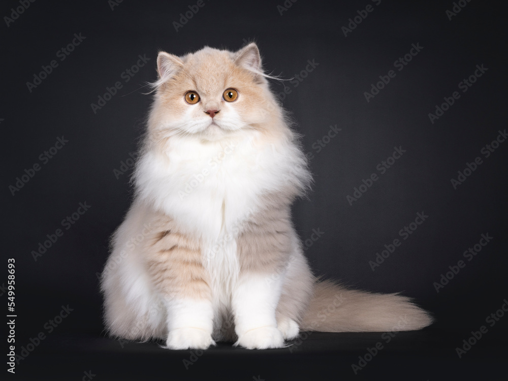 Rare male tortie British Longhair cat kitten, sitting up facing front. Looking towards camera. Isolated on a black background.