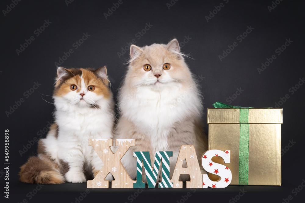 Cute duo British Longhair cat kittens, sitting up side ways behind wooden xmas text and golden present box. Looking towards camera. Isolated on a black background. Cute duo British Longhair cat kittens, sitting up side ways behind wooden xmas text and golden present box. Looking towards camera. Isolated on a black background.