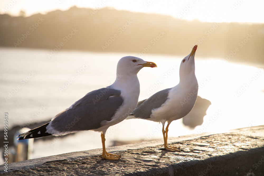 seagulls against colorful town seagulls against colorful town