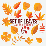 Collection beautiful autumn leaves isolated on white background Autumn background. autumn themed vector