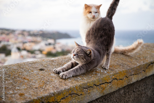 Fototapeta Naklejka Na Ścianę i Meble -  beautiful italian island procida famous for its colorful marina, tiny narrow streets and many beaches