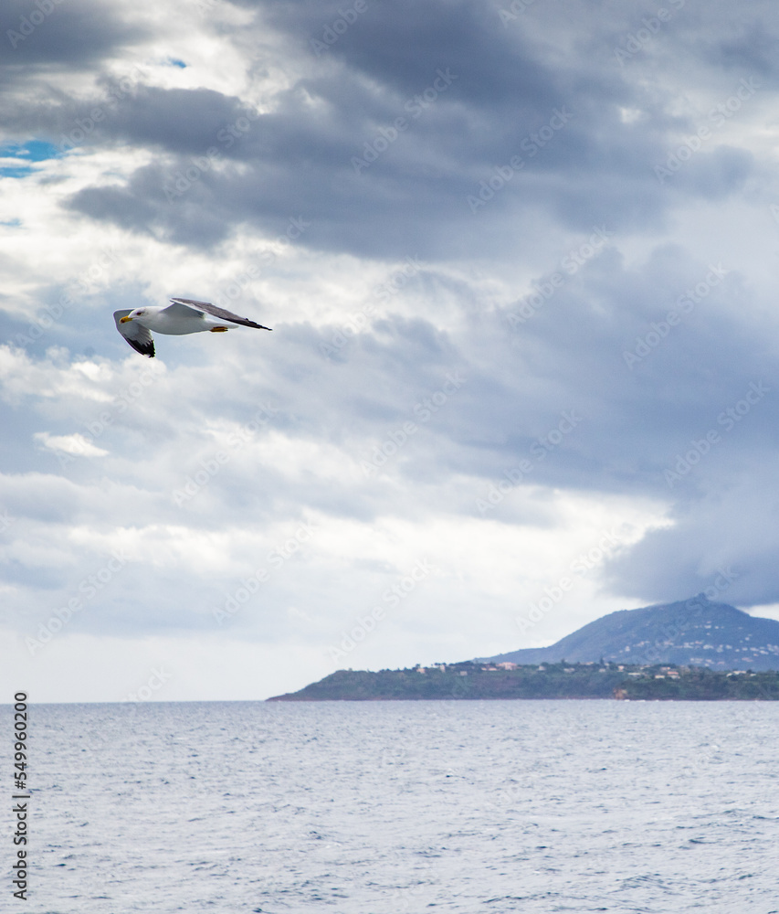 Fototapeta premium seagull flying over the sea