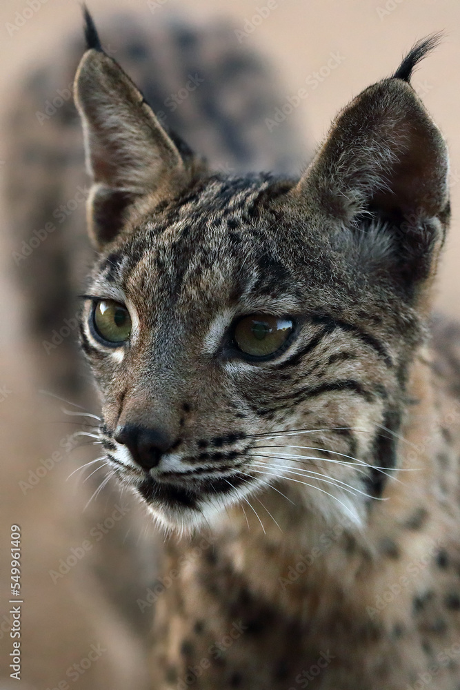 The Iberian lynx (Lynx pardinus), portrait of a young cat after sunset. The Iberian lynx (Lynx pardinus), portrait of a young cat after sunset.