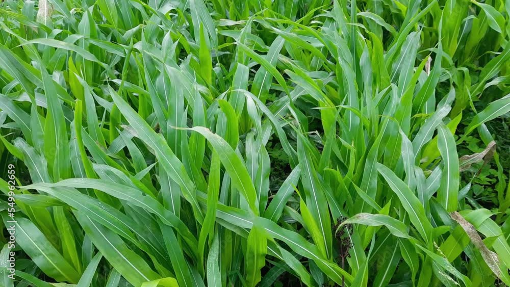 Corn field with young plants in overcast weather Corn field with young plants in overcast weather