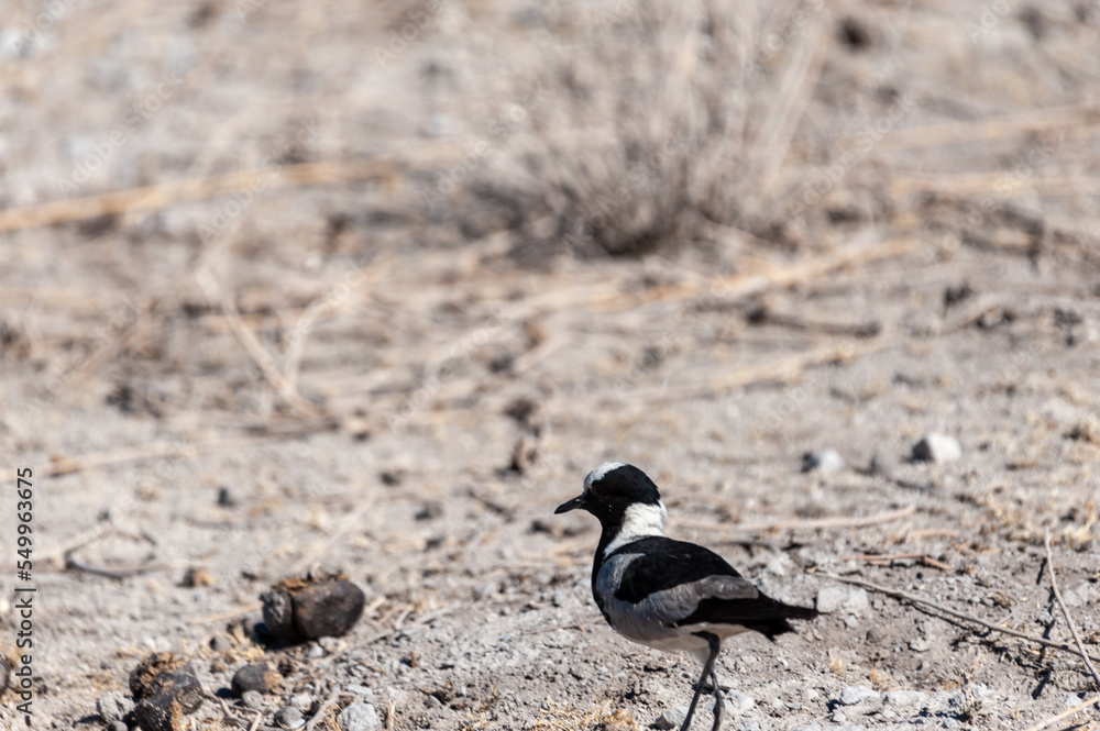 A Blacksmith Lapwing walking on the plains of Etosha. Etosha National Park, Namibia. A Blacksmith Lapwing walking on the plains of Etosha. Etosha National Park, Namibia.