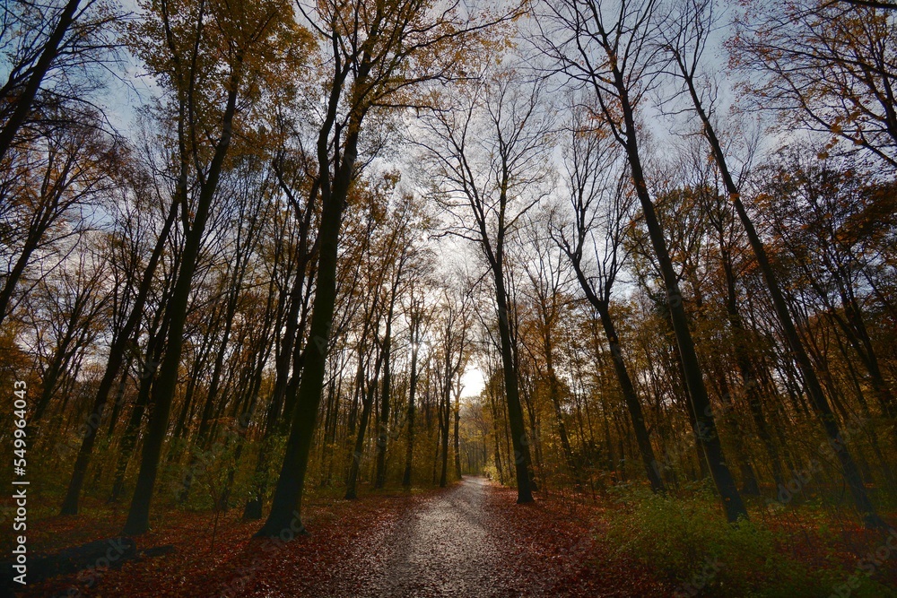 Herbstwald Herbstwald