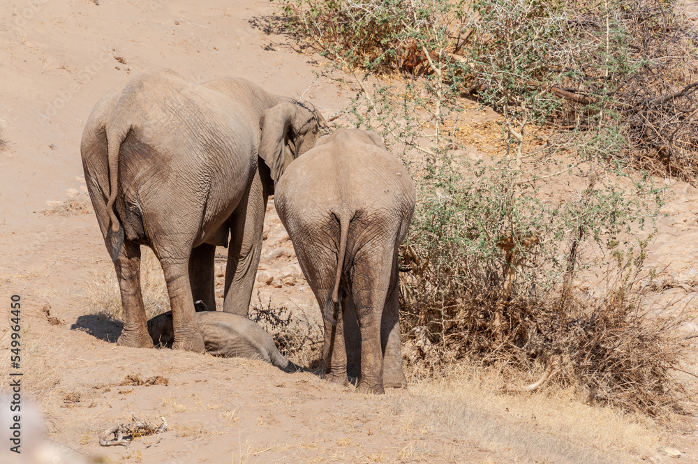 Fototapeta premium Closeup of two African Desert Elephant - Loxodonta Africana- wandering in the desert in North Western Namibia.