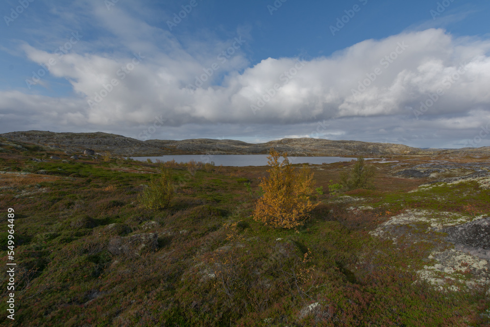 In autumn, tundra with a lake and trees with yellow leaves.