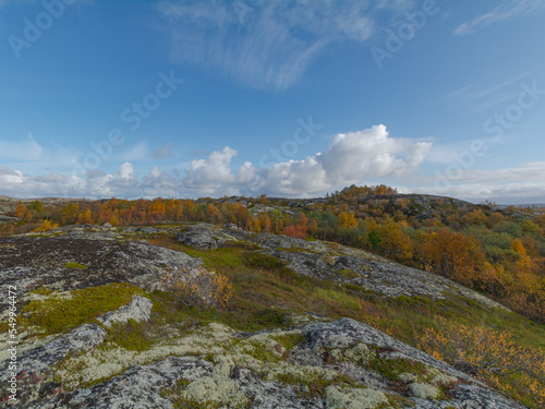 Tundra with hills and trees with yellow leaves.