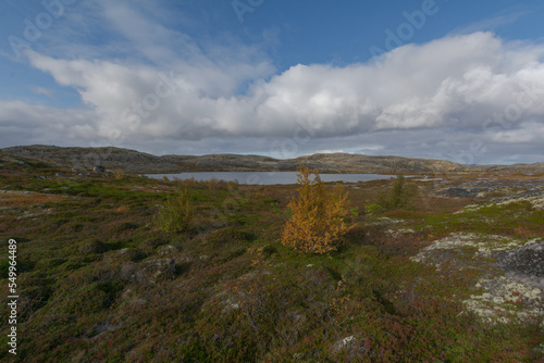 In autumn, tundra with a lake and trees with yellow leaves.