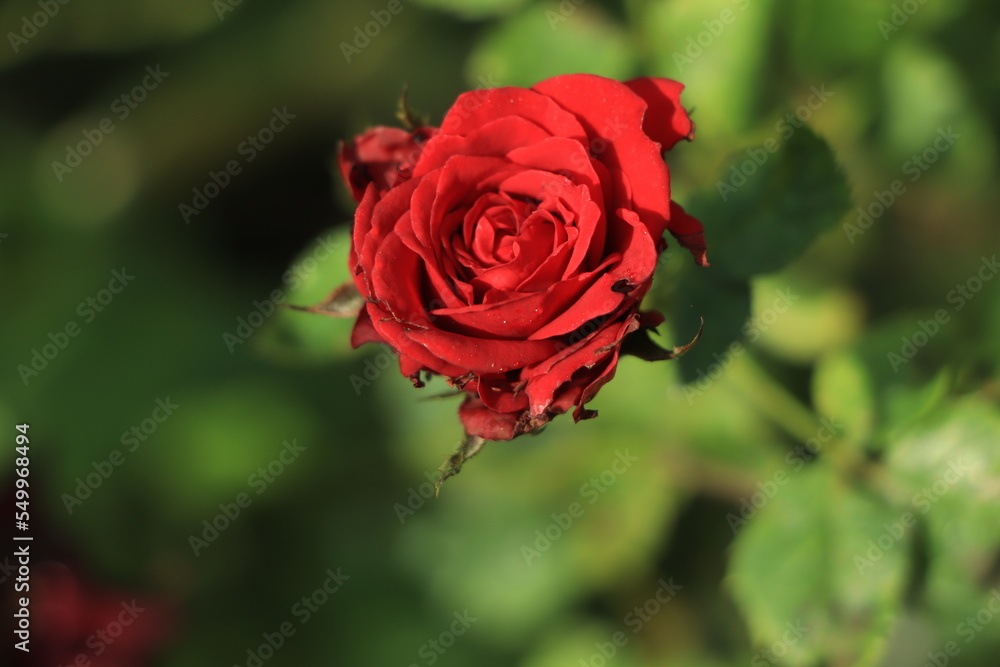 red rose and raindrops, elegant shape and shining drops red rose and raindrops, elegant shape and shining drops