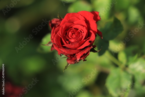 red rose and raindrops  elegant shape and shining drops