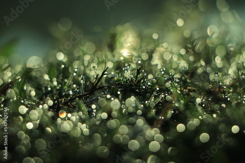 Dew on the green grass. Abstract background Close up shot with selective focus