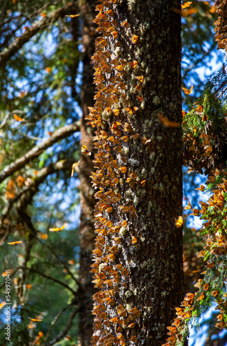 Colony of Monarch butterflies (Danaus plexippus) on a pine trunk in a park El Rosario, Reserve of the Biosfera Monarca. Angangueo, State of Michoacan, Mexico