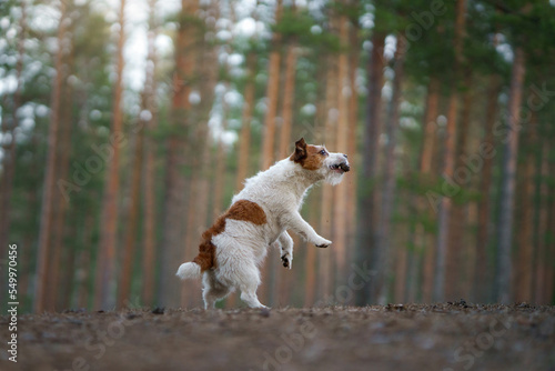 The dog is playing in fotest. active jack russell terrier. Pet in motion. sunset