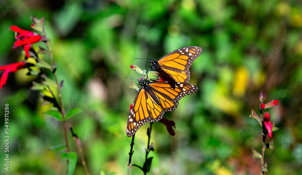 Fototapeta premium Monarch butterflies are sitting on branches in the forest in the park El Rosario, Reserve of the Biosfera Monarca. Angangueo, State of Michoacan, Mexico