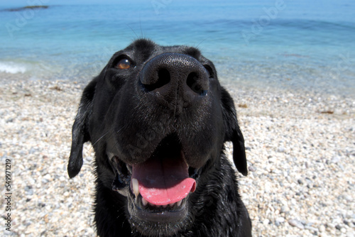 soft focus, close-up of a funny labrador dog's head looking into the camera on the beach