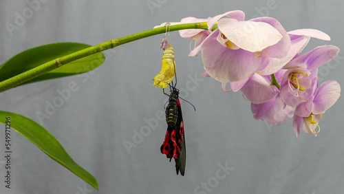 Butterfly Papilio Rumanzovia malayanus hatching out of pupa to butterfly Timelapse 4K