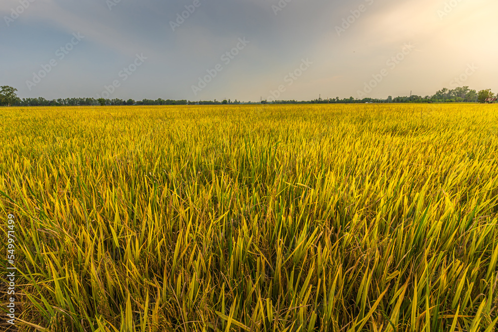 Beautiful golden ear of Thai jasmine rice plant on organic rice field in Asia country agriculture harvest with sunset sky background.
