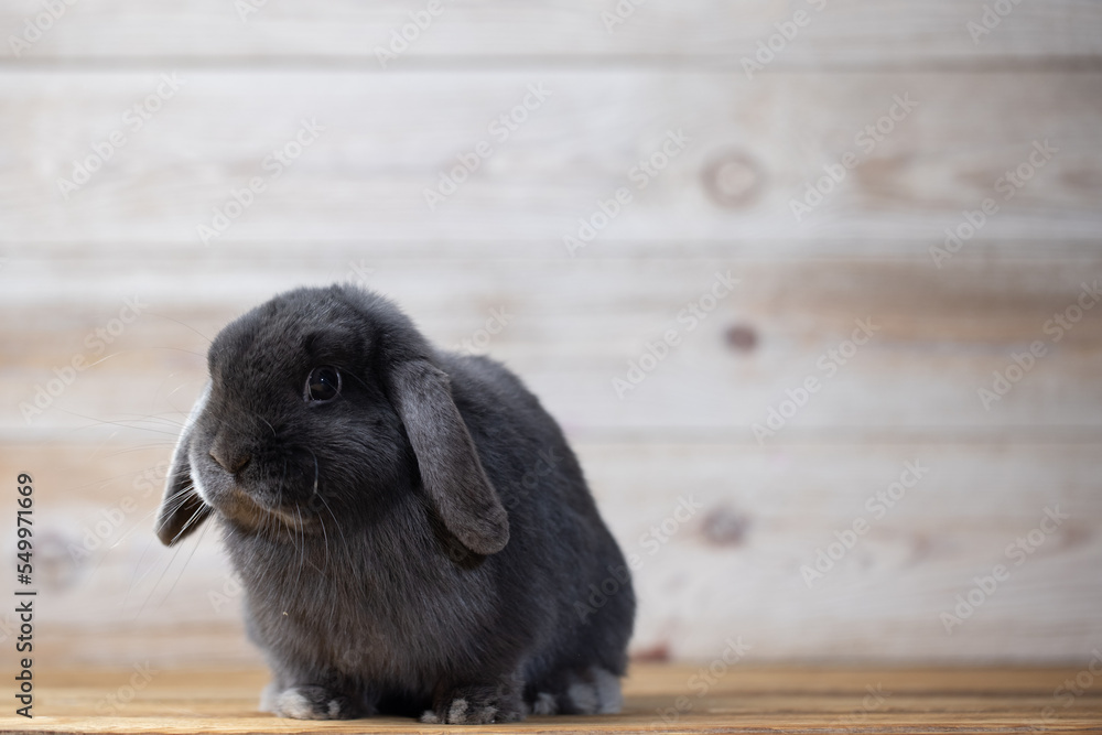 Fototapeta premium Lovely bunny easter rabbits on wooden light background. beautiful lovely pets.