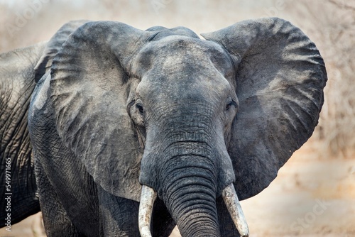 Close-up shot of an elephant in South Luangwa National Park, Zambia photo