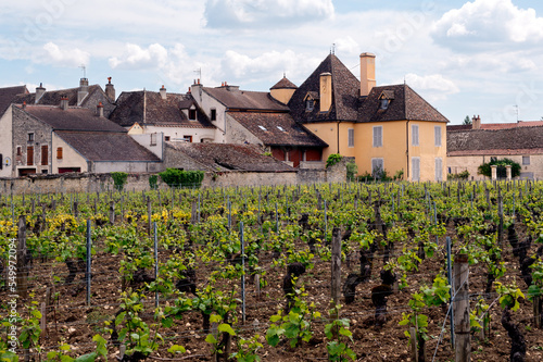 Puligny-Montrachet vineyards in spring (France)