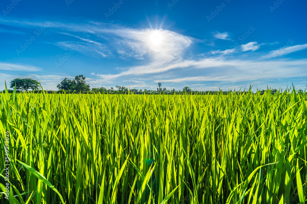 Scenic view landscape of Rice field green grass with field cornfield or in Asia country agriculture harvest with fluffy clouds blue sky daylight background. Scenic view landscape of Rice field green grass with field cornfield or in Asia country agriculture harvest with fluffy clouds blue sky daylight background.