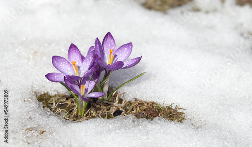 Purple crocus flower blooms against the backdrop of snow on a spring sunny day. Primrose bloomed after winter, template for postcard or cover.