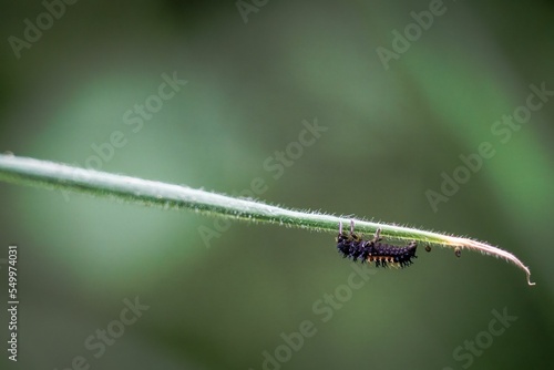 Macro shot of a black caterpillar crawling on a grass against the isolated background