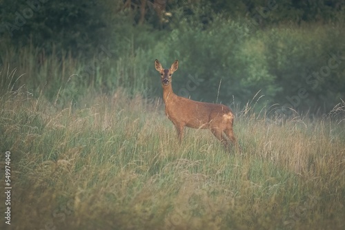 Scenic shot of a Red deer looking at the camera standing in the middle of a field