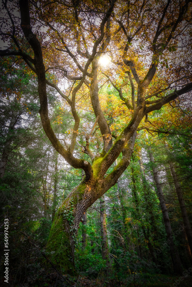 Obraz premium The sun shining through a majestic green oak tree in the forest