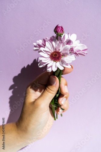 Bouquet of purple chrysanthemum flower in the hand on the purple background, side view