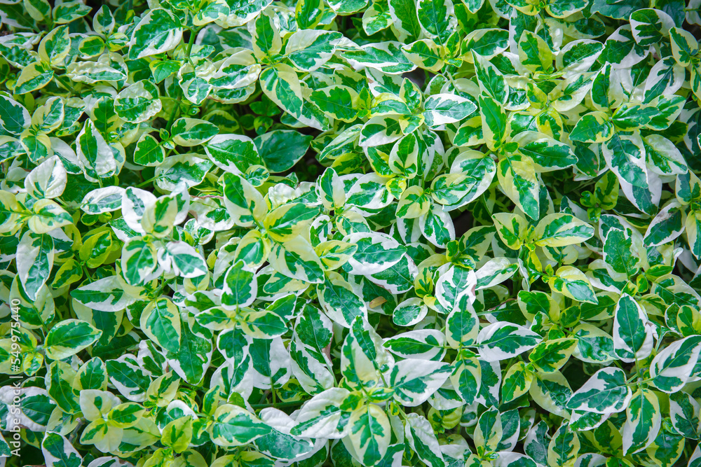 abstract green leaves background. leaves pattern, abstract green leaves background. leaves pattern,