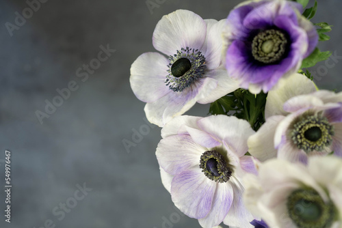 Bouquet of anemone flowers on grey stone background. White  purple and violet flowers. Copy space